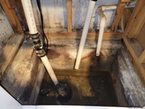 Mold Myths Busted: Common Misconceptions About Mold Removal